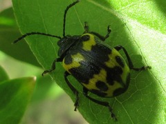 Gallerucida bifasciata