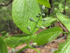 Styrax obassia