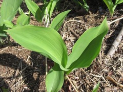 Convallaria keiskei
