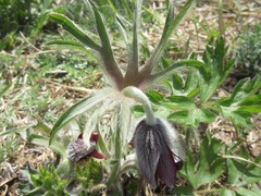 Pulsatilla cernua