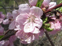 Prunus davidiana