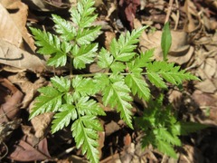 Osmorhiza aristata