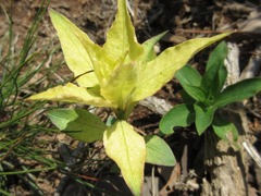 Lysimachia clethroides