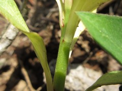 Lysimachia clethroides
