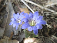 Gentiana zollingeri