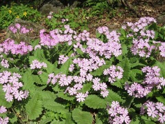 Primula sieboldii