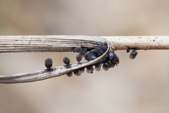 Lamproderma arcyrioides