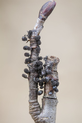 Lamproderma arcyrioides