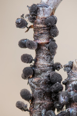 Lamproderma arcyrioides