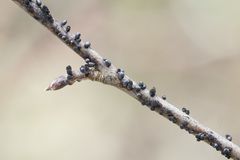 Lamproderma arcyrioides