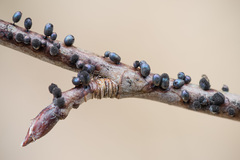 Lamproderma arcyrioides