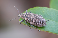 Polydrusus pilosus