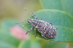 Polydrusus pilosus