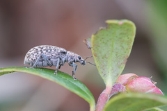 Polydrusus pilosus