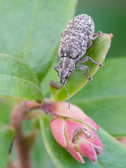 Polydrusus pilosus