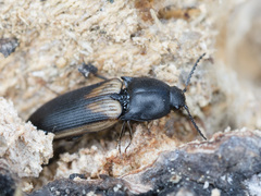 Ampedus tristis