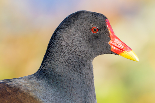 Gallineta común (Gallinula chloropus)