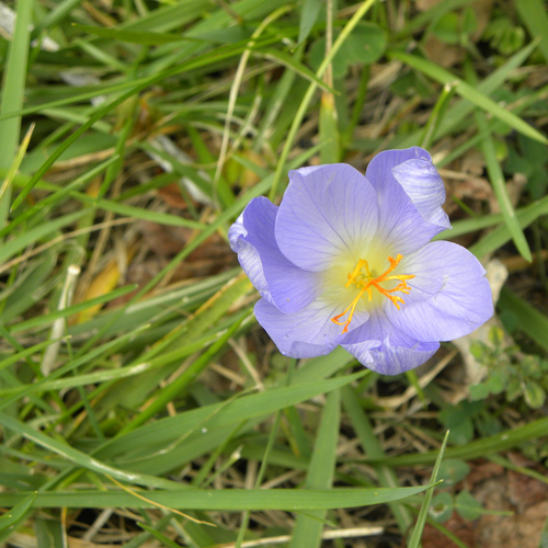 Crocus speciosus, photograph 5