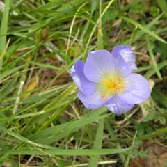 Crocus speciosus, photograph (c) M. Whitson, some rights reserved (CC BY)