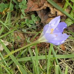 Crocus speciosus, photograph (c) M. Whitson, some rights reserved (CC BY)