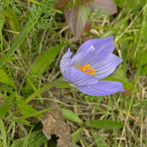 Crocus speciosus, photograph 4