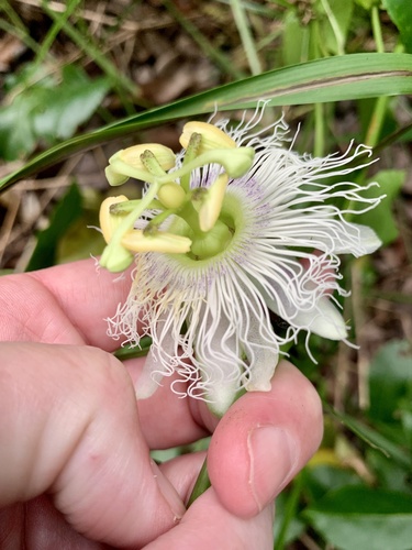 Passiflora edulis