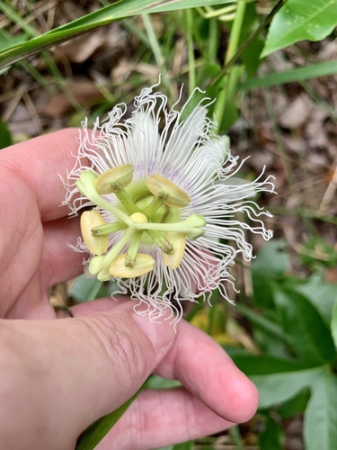 Passiflora edulis
