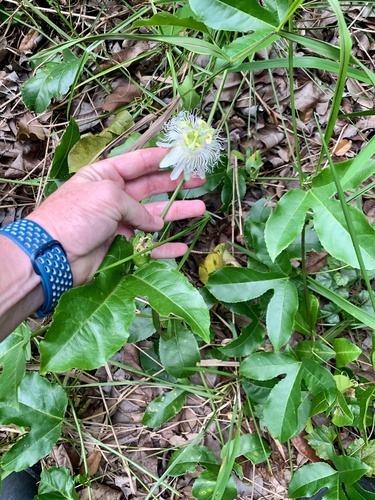 Passiflora edulis