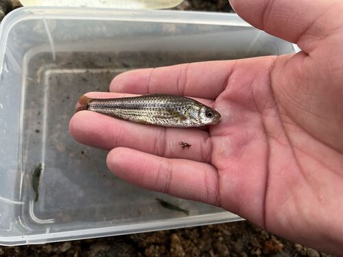 Tamoroko (Gnathopogon elongatus) — Cyprinidae — 2