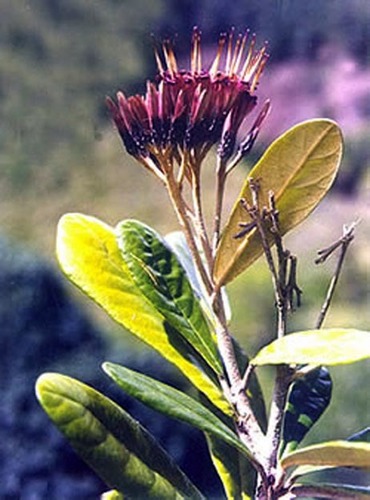 Mirabal sisters flower (Salcedoa mirabaliarum)