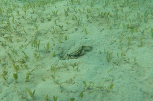 Macrophthalmus telescopicus, 2025-10-24
