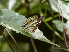 Cyrestis strigata