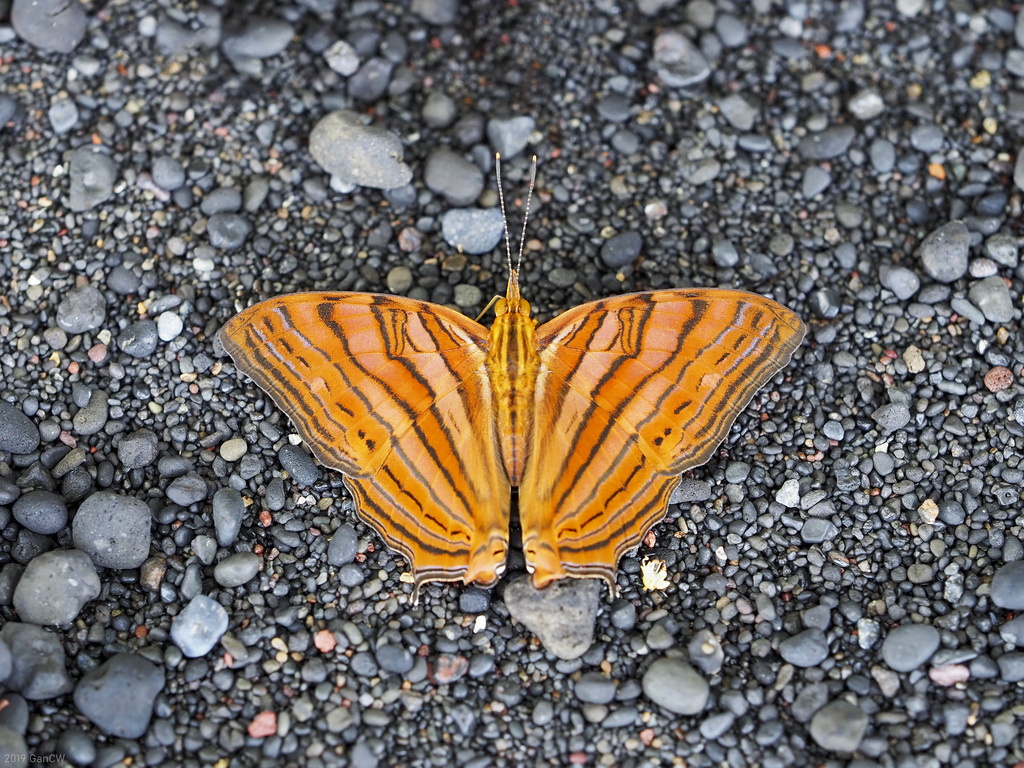 Cyrestis thyonneus