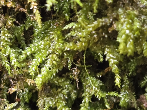 Alleghany Thamnobryum Moss (Thamnobryum alleghaniense)