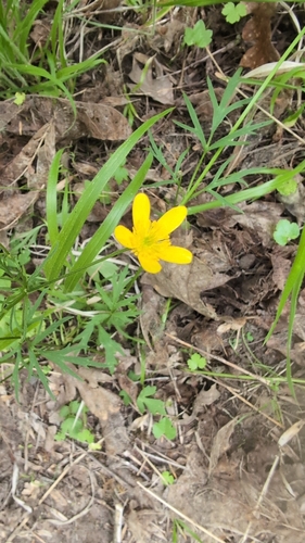 straightbeak buttercup (Ranunculus orthorhynchus)
