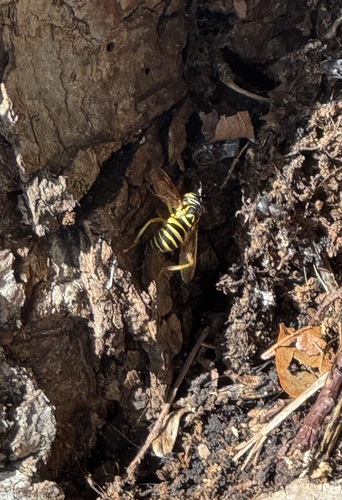 Unknown species found near Chapel Hill, NC, USA