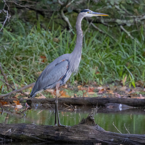 Great Blue Heron