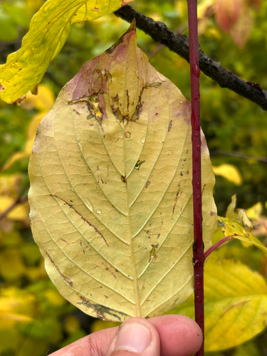 Cornus torreyi, photograph 1