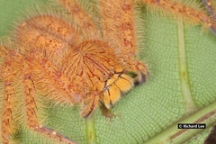 Heteropoda davidbowie