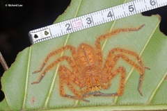 Heteropoda davidbowie
