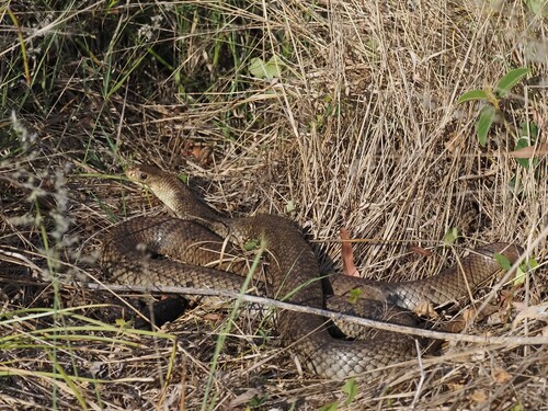 Eastern Brown Snake sighting