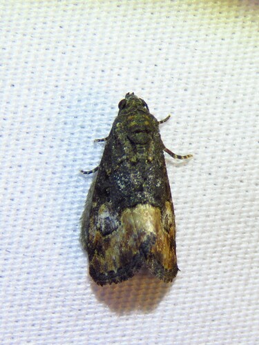 Swift Brown photo 5