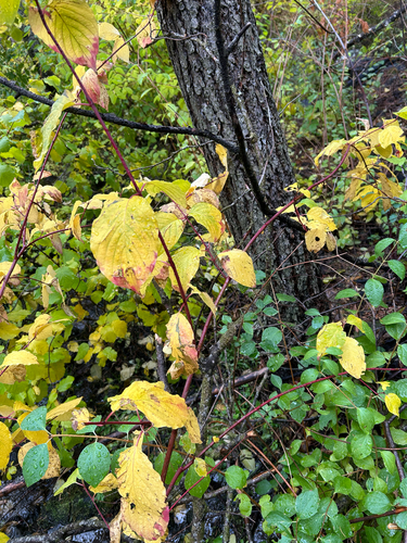 Cornus torreyi