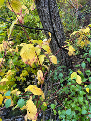 Cornus torreyi