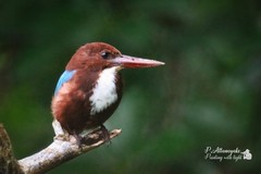 Halcyon smyrnensis