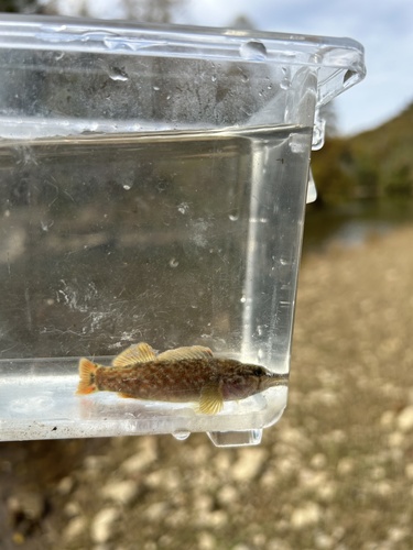 Bloodfin Darter