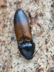 Ampedus balteatus