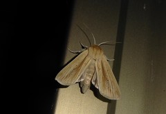 Ichneutica semivittata