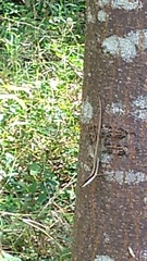 Anolis semilineatus