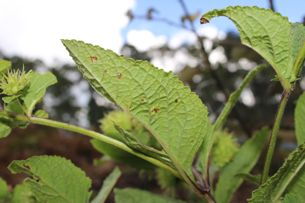 Lepechinia caulescens; photograph (c) Rodolfo Maximiliano Gutiérrez-Sánchez, some rights reserved (CC BY)